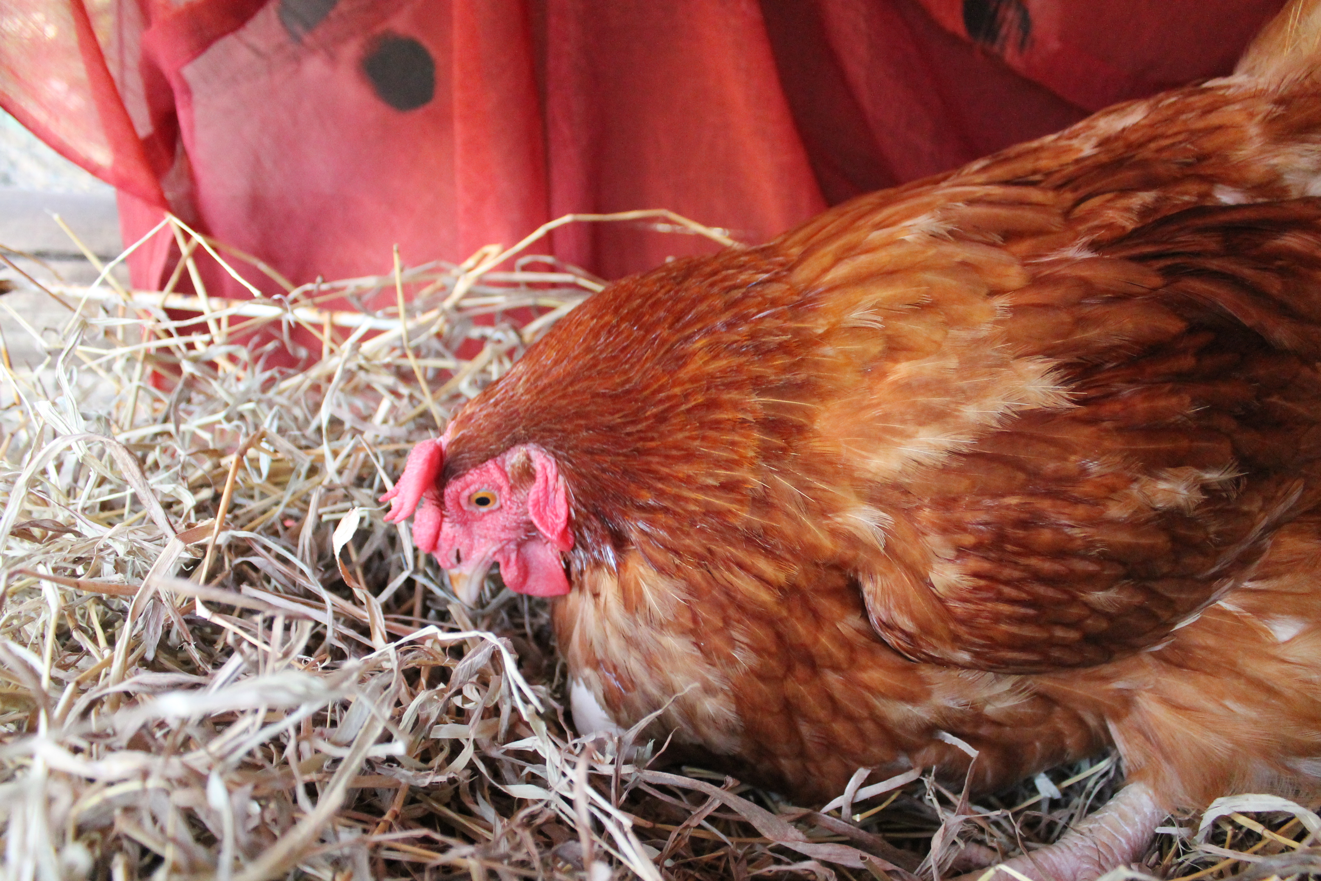 Martha getting ready to lay an egg!