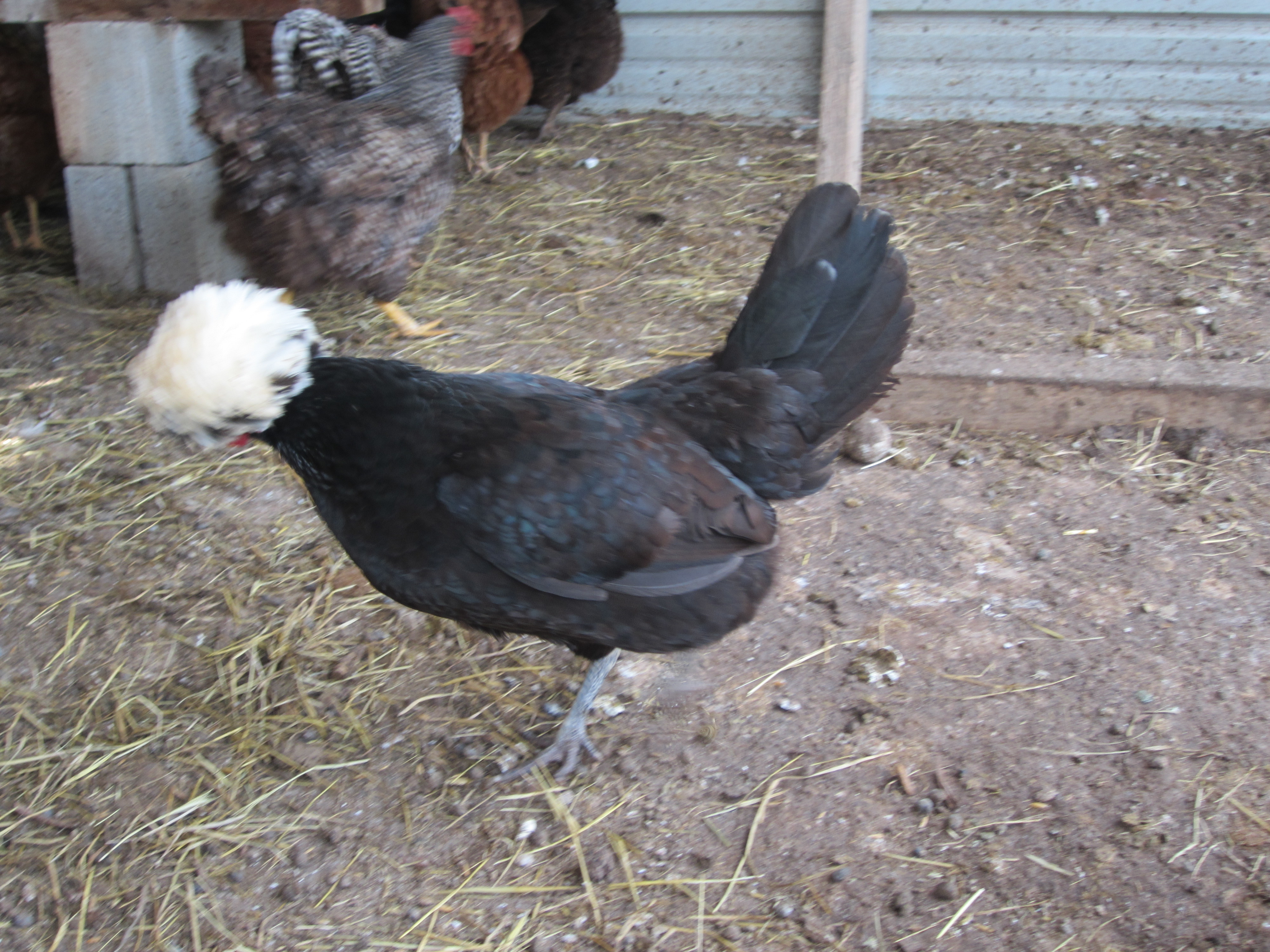 Martha, my White Crested Black Polish hen