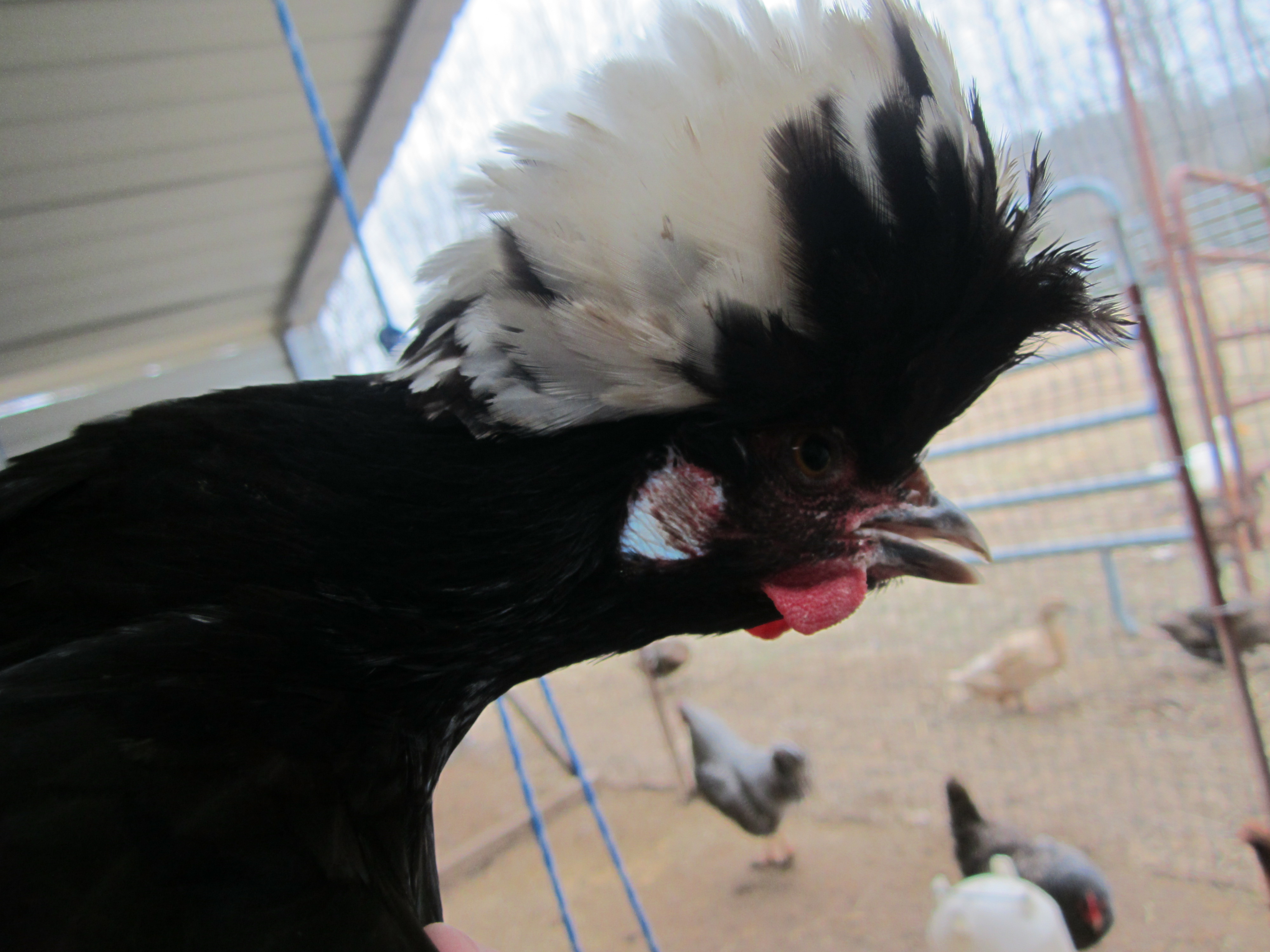 Martha, my White Crested Black Polish hen