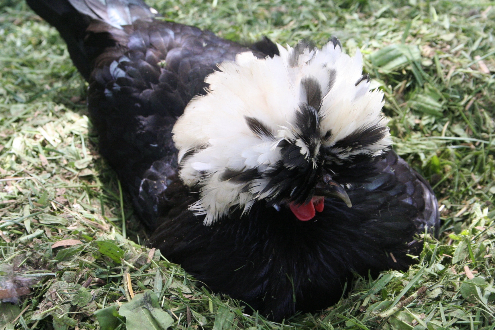 Martha, our hilarious little White Crested Polish.