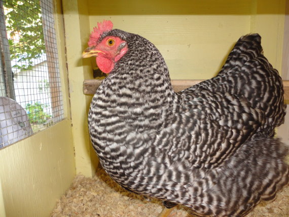 Martha Raye is our first egg layer!