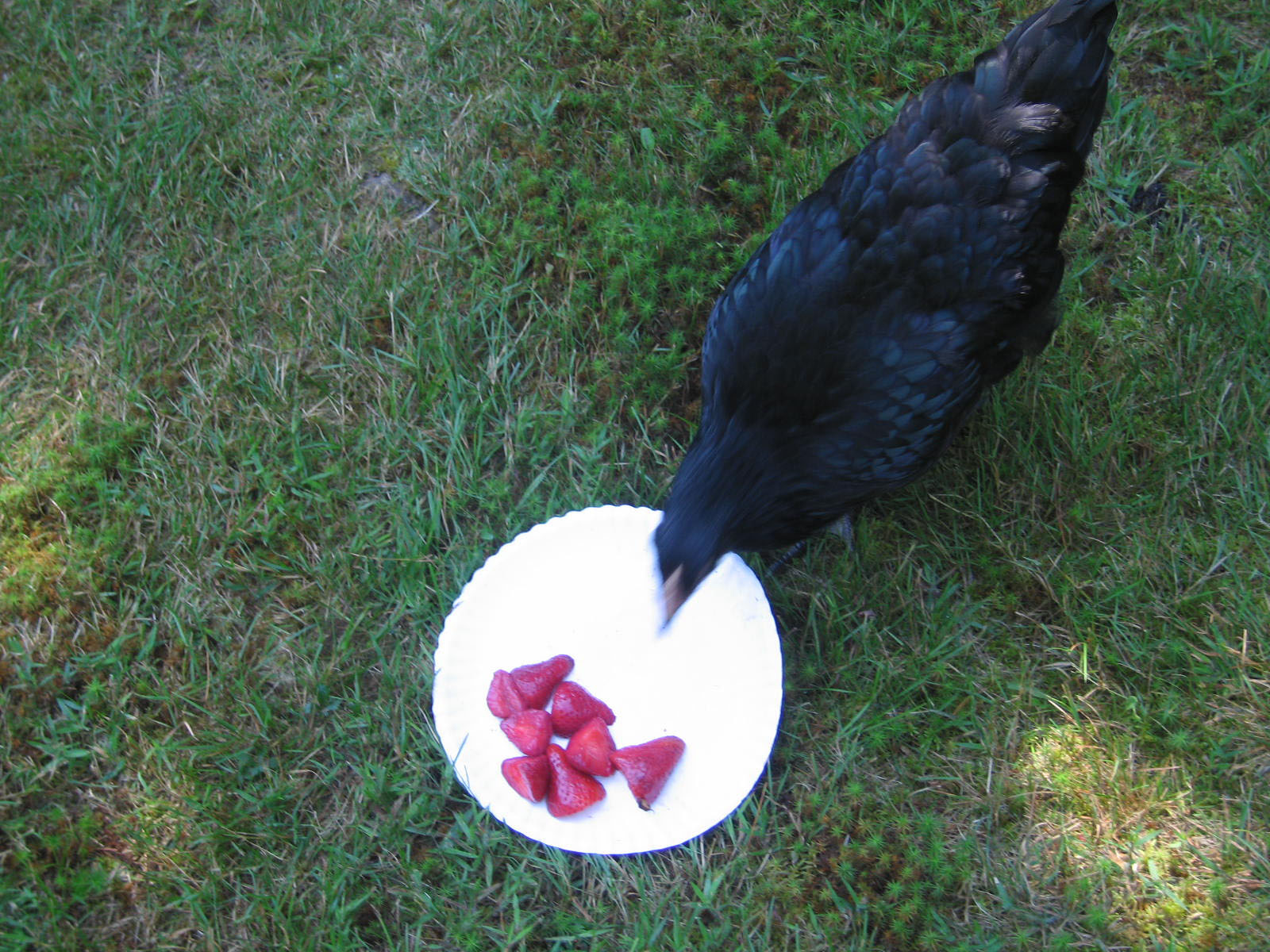 Martha testing strawberries