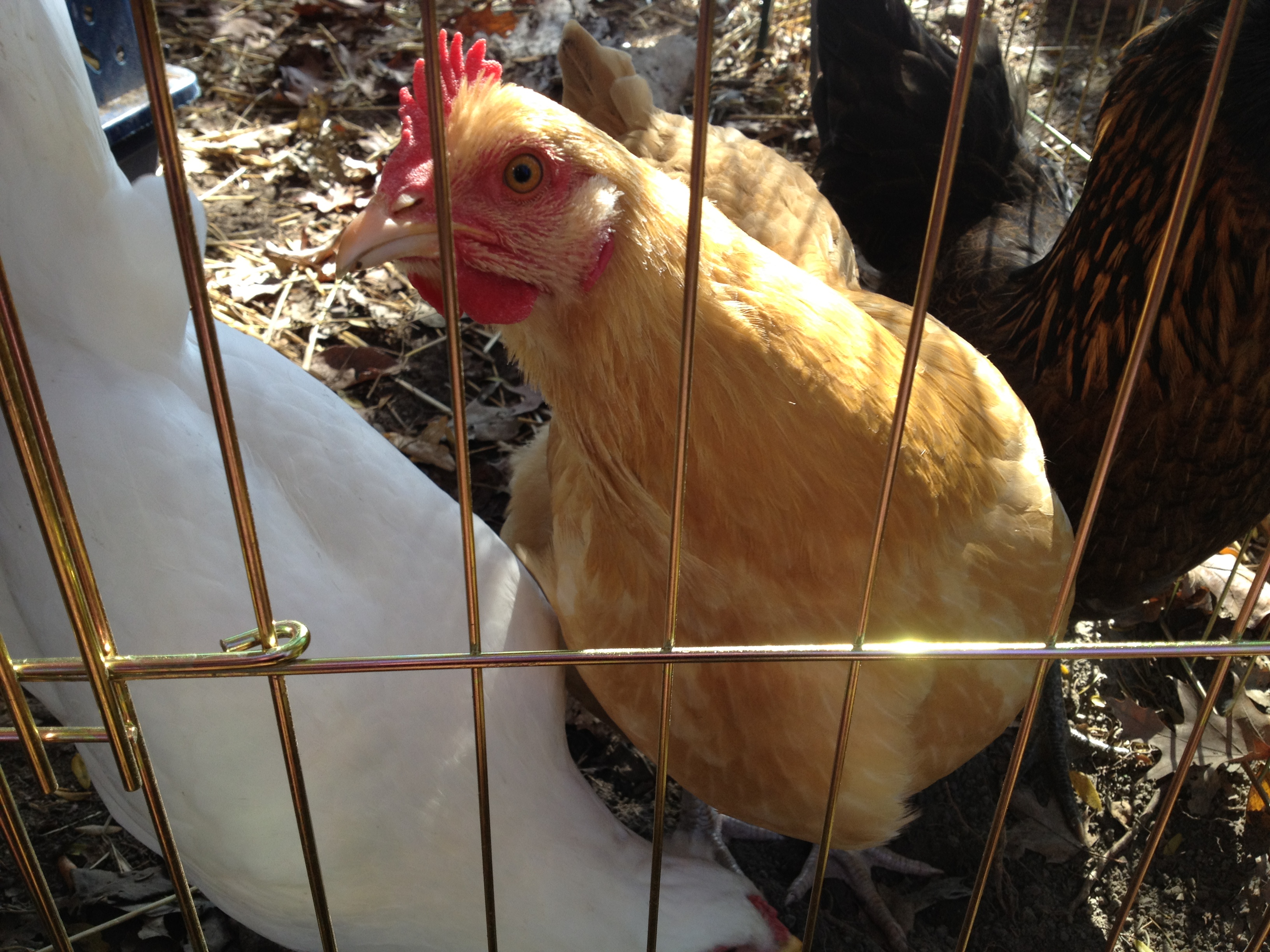 Martha . . . Where are the eggs!!!!!!!!!!!!!!!!