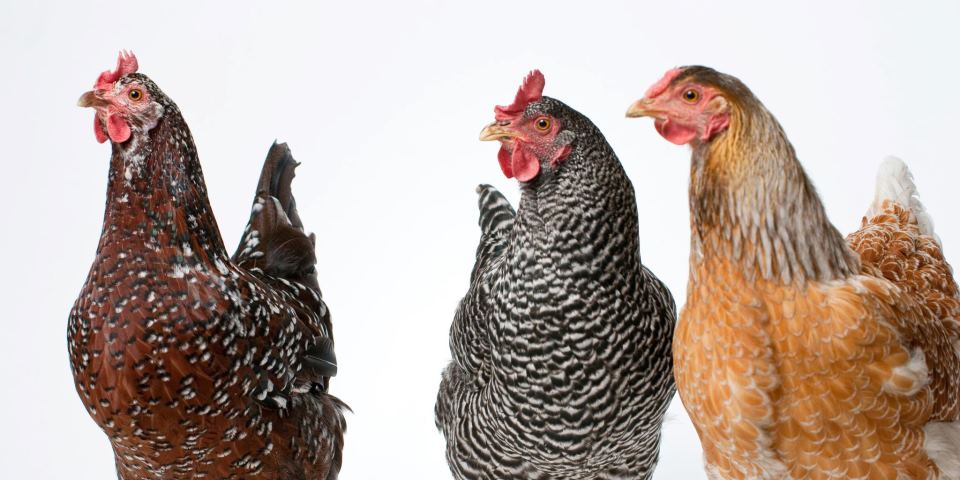 Martini, LayLa, EggBerta