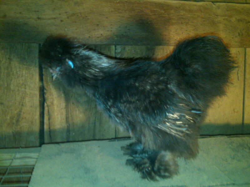 maru my blue roo he has a very nice beard and he has this beautiful silver leakage on his neck and wings