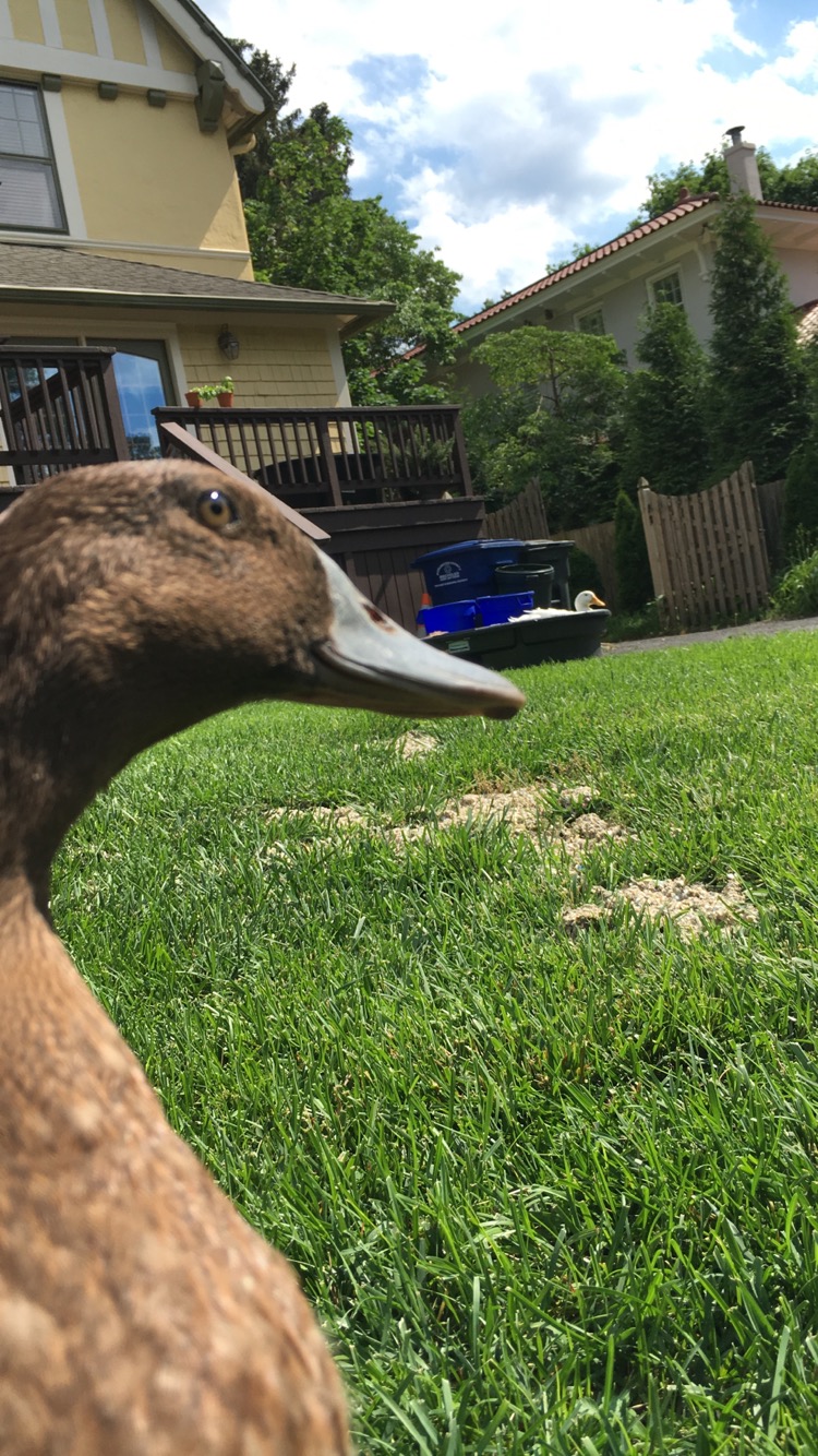 Marvin is my Khaki duck
