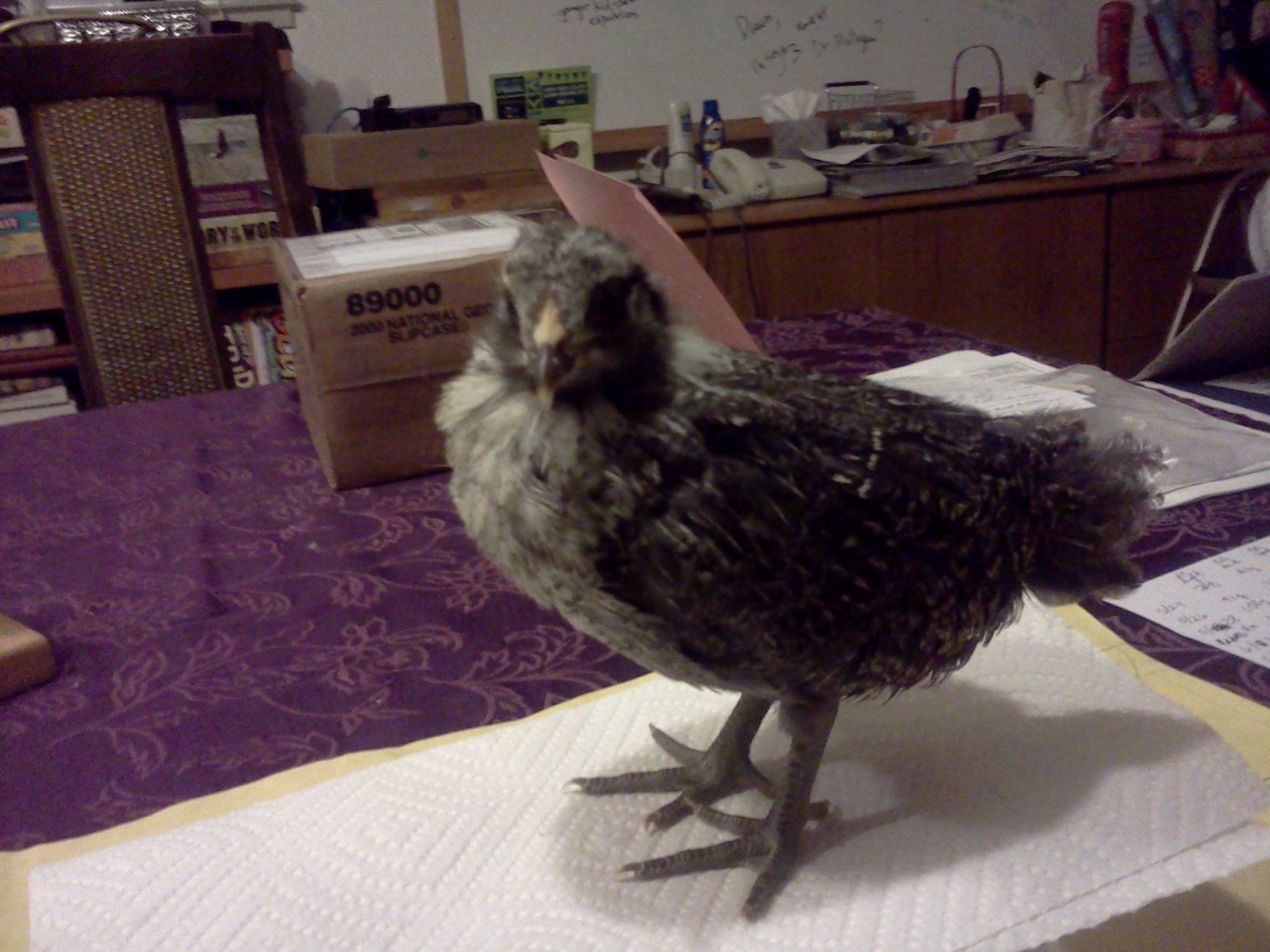 Mary.  31 days,  187 grams.