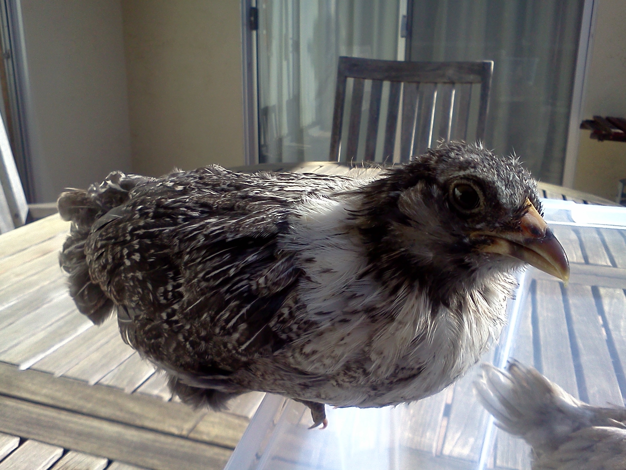 Mary.  41 days old, 260 grams.