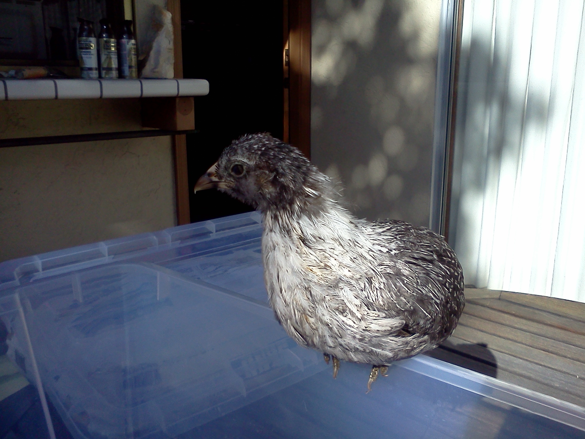 Mary.  41 days old, 260 grams.