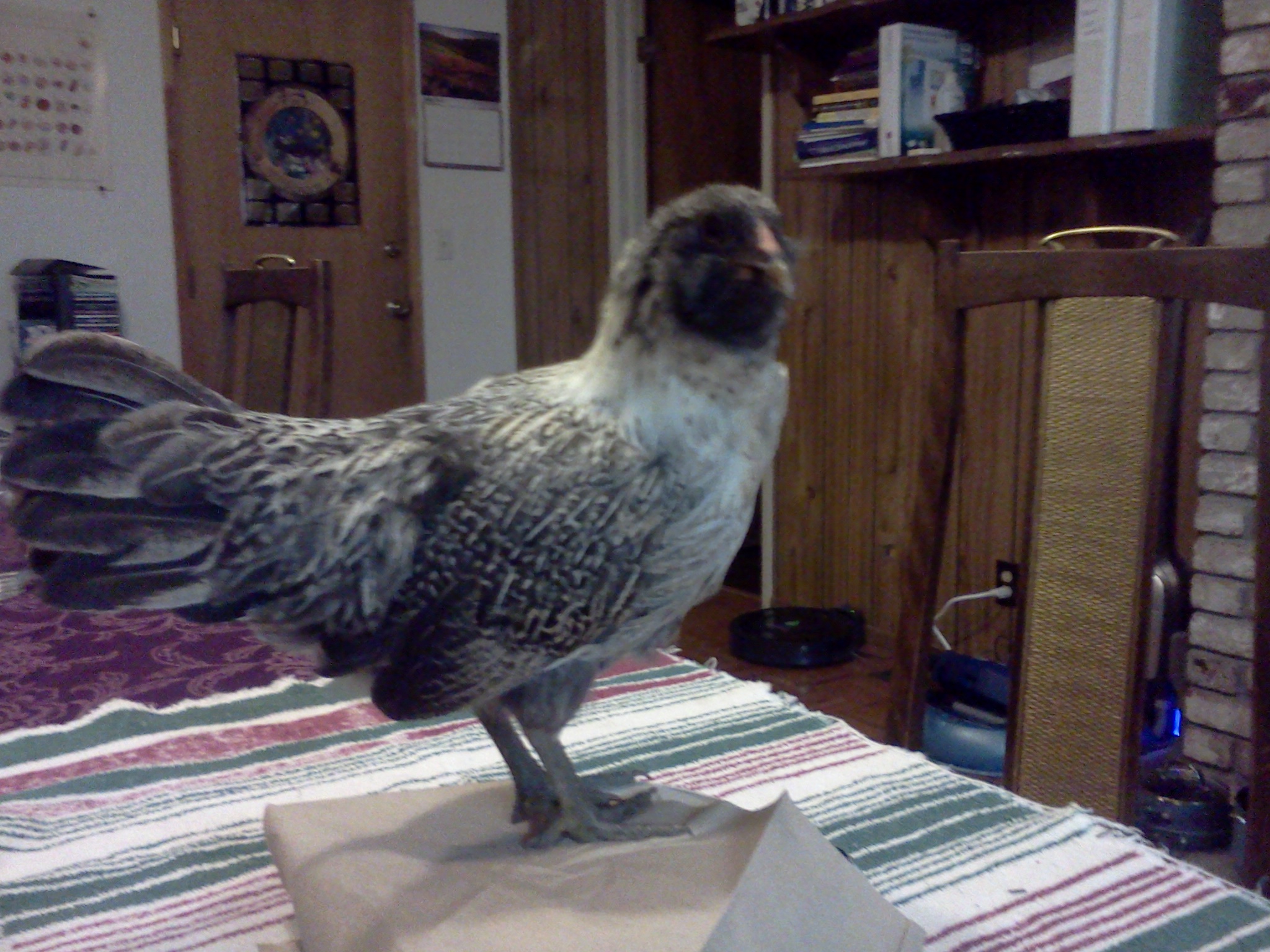 Mary, 640 grams, almost 12 weeks.