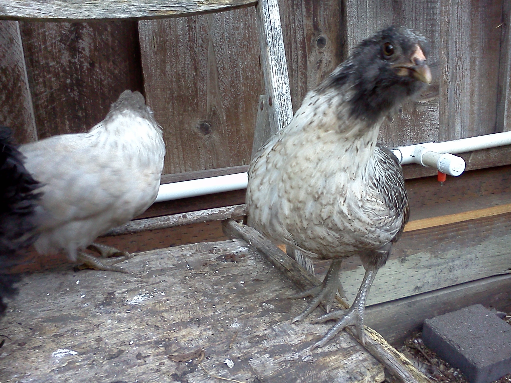 Mary, almost 10 weeks.    weigh in 524 grams.  
(with Edith in the background)