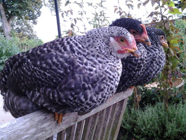 Mary, Bonnet and Robbin