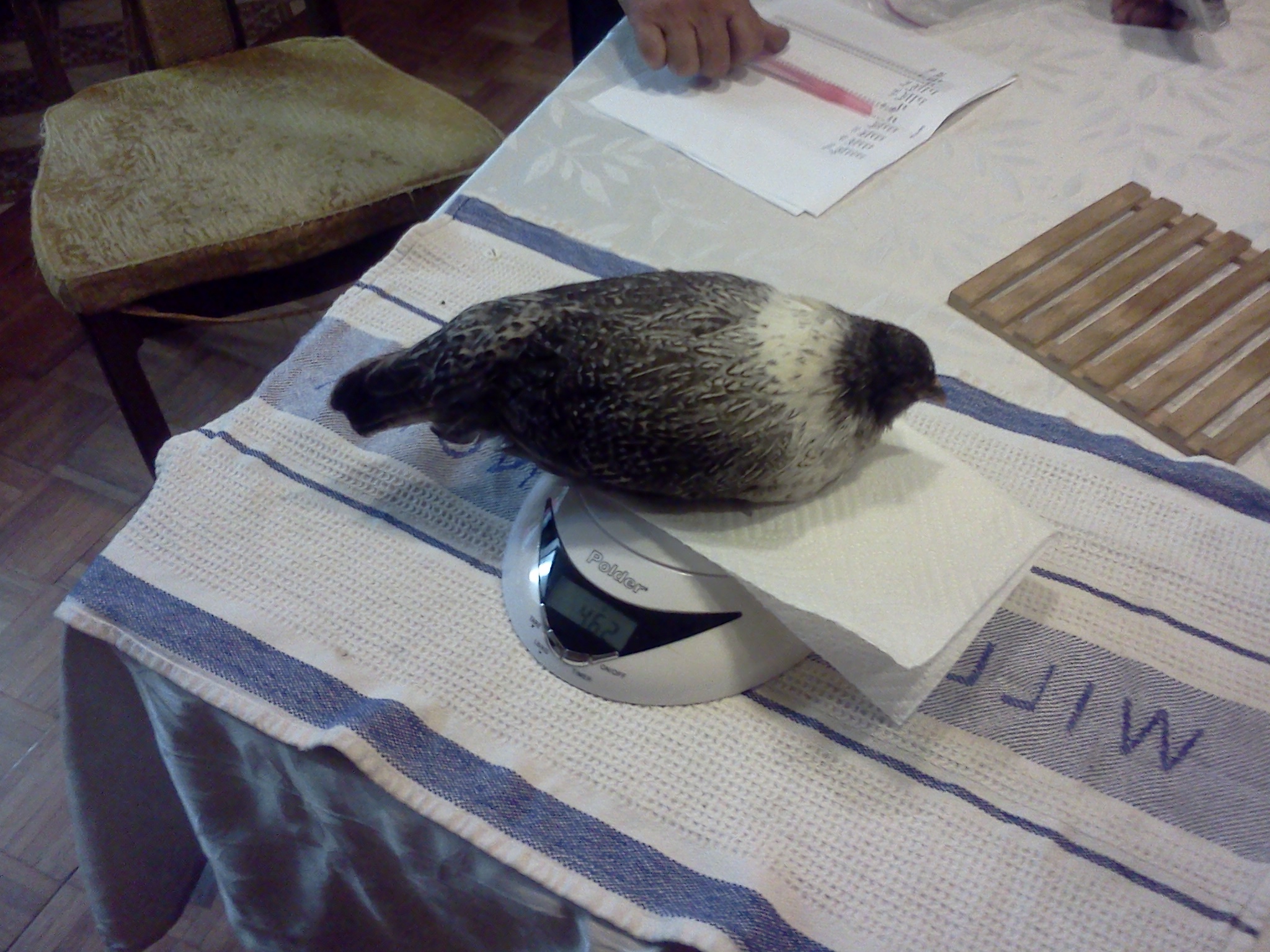 Mary, Easter Egger Bantam, 9 weeks, 462 grams.