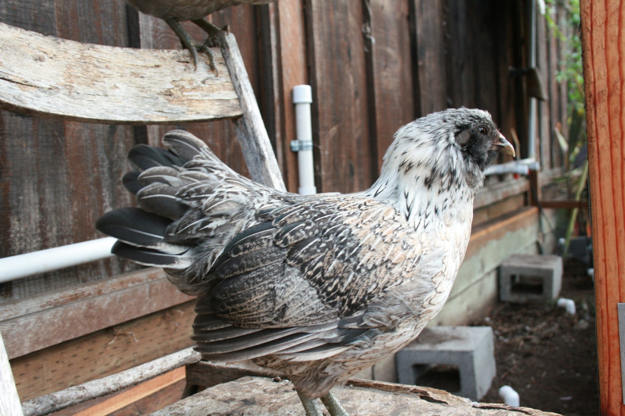 Mary, easter egger bantam.  Almost 17 weeks, 796 grams.