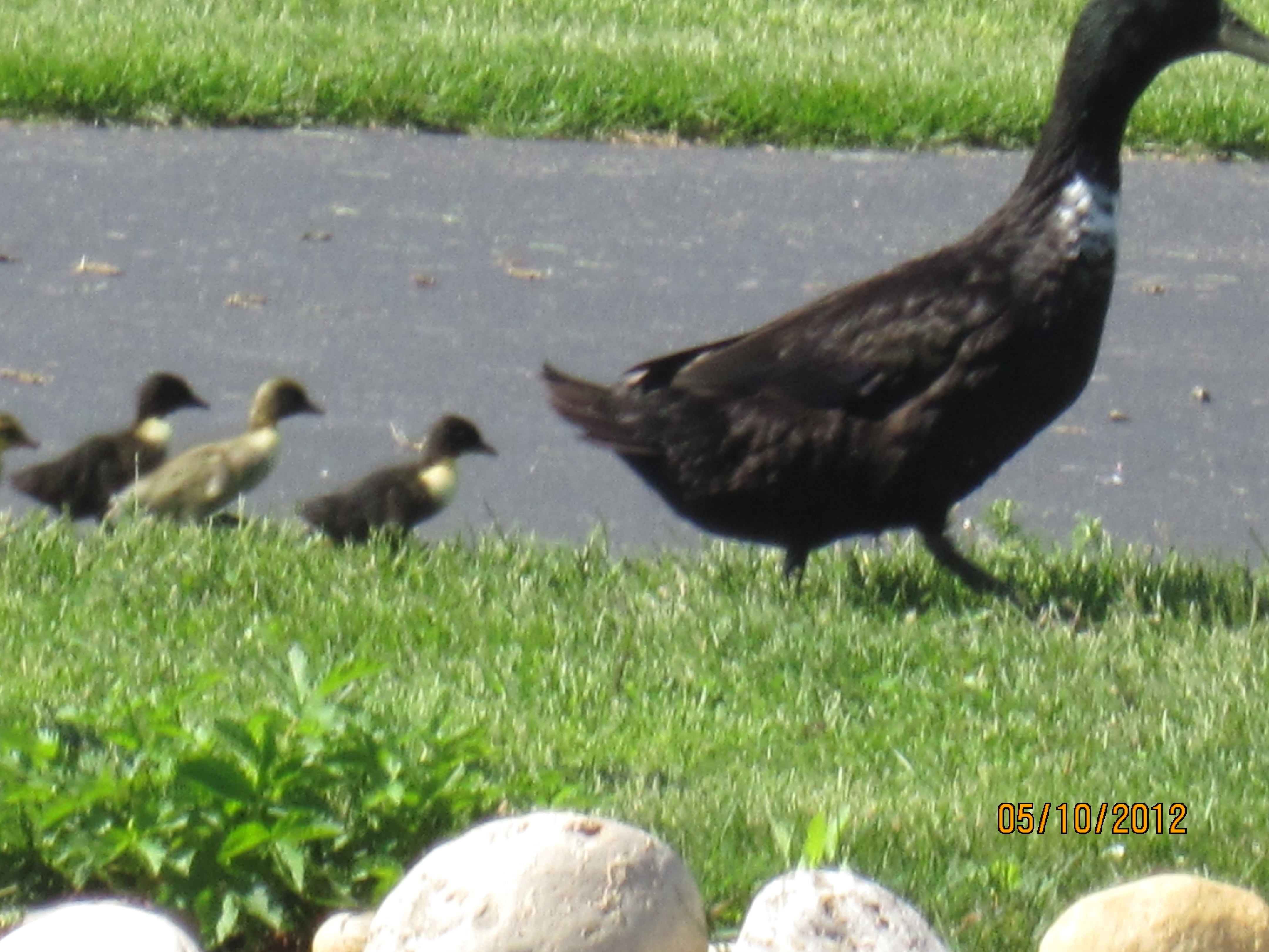 Mary, our Cayuga who was hatched here 2 summers ago, had her own 4 ducklings Thurs. 5-11-12.  She was the 14th out of 14 ducklings and almost didn't make it.  Now look at her.  what a good mom!  And our 2 male Emdens just love the little ones and love to protect them!