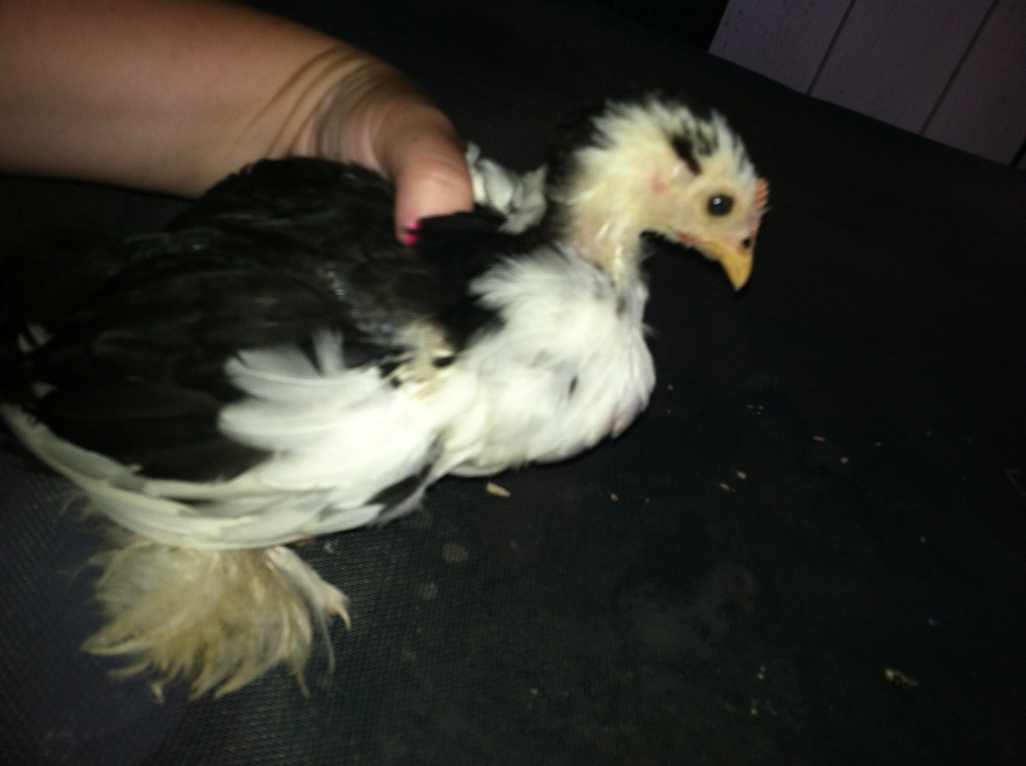 Mary Poopins- Hen
