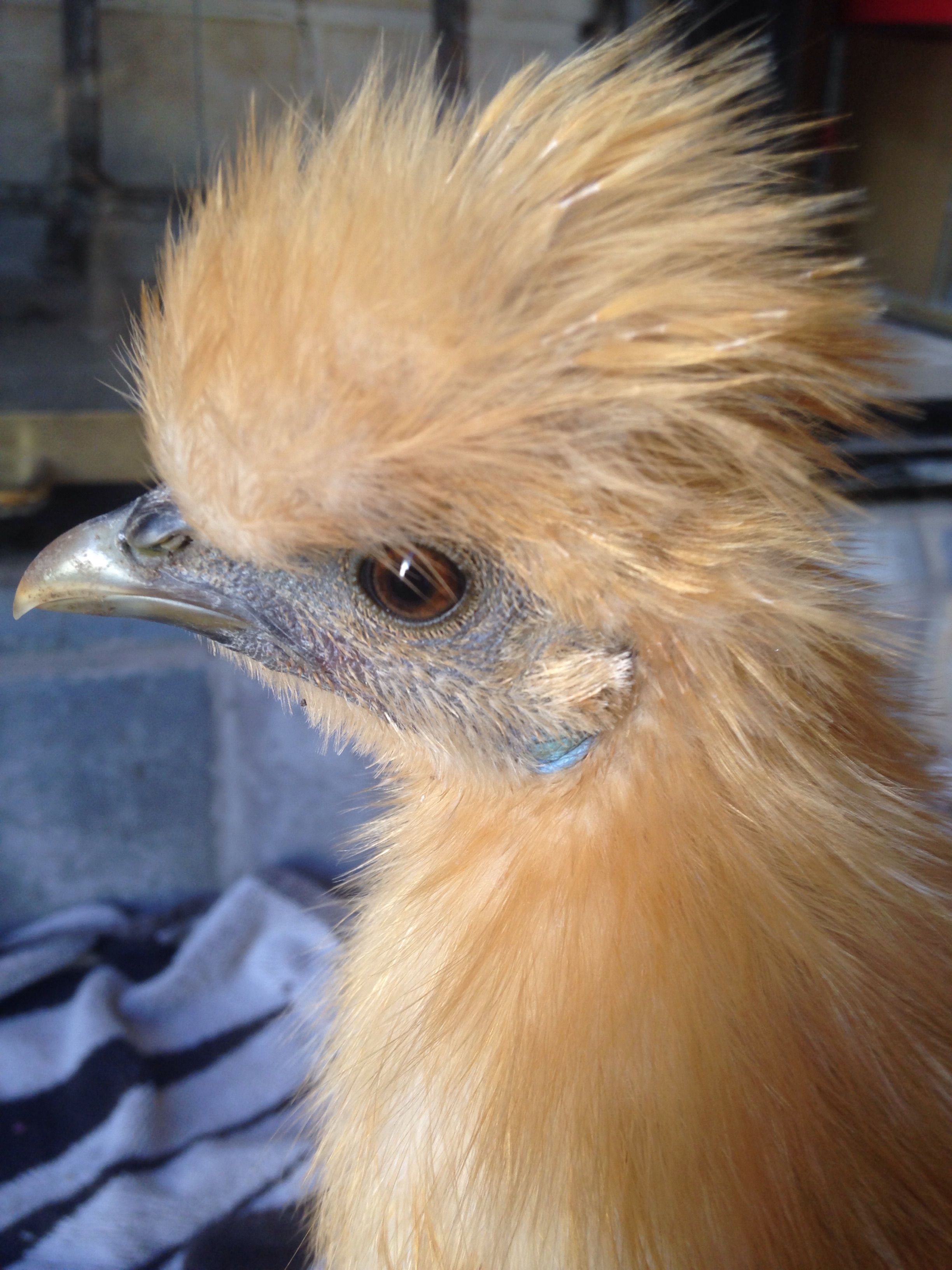 Mary poppins our silkie!