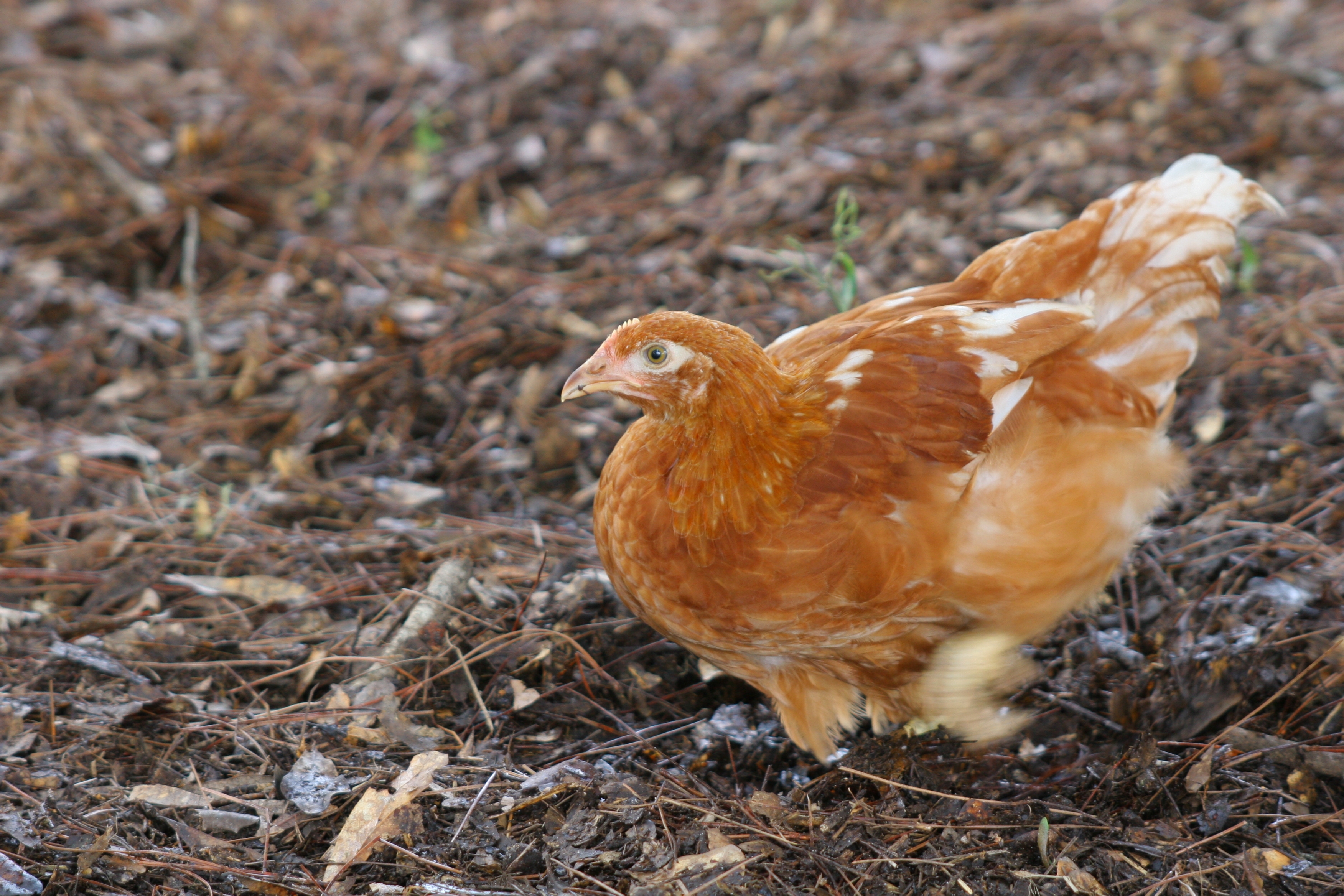 Mary the Golden Comet
