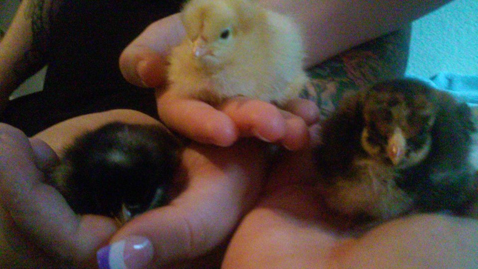 MaryAnn (Barred Rock), Regina George (Buff Orp) and  ‪‎Gretchyn‬ the Speckled Sussex