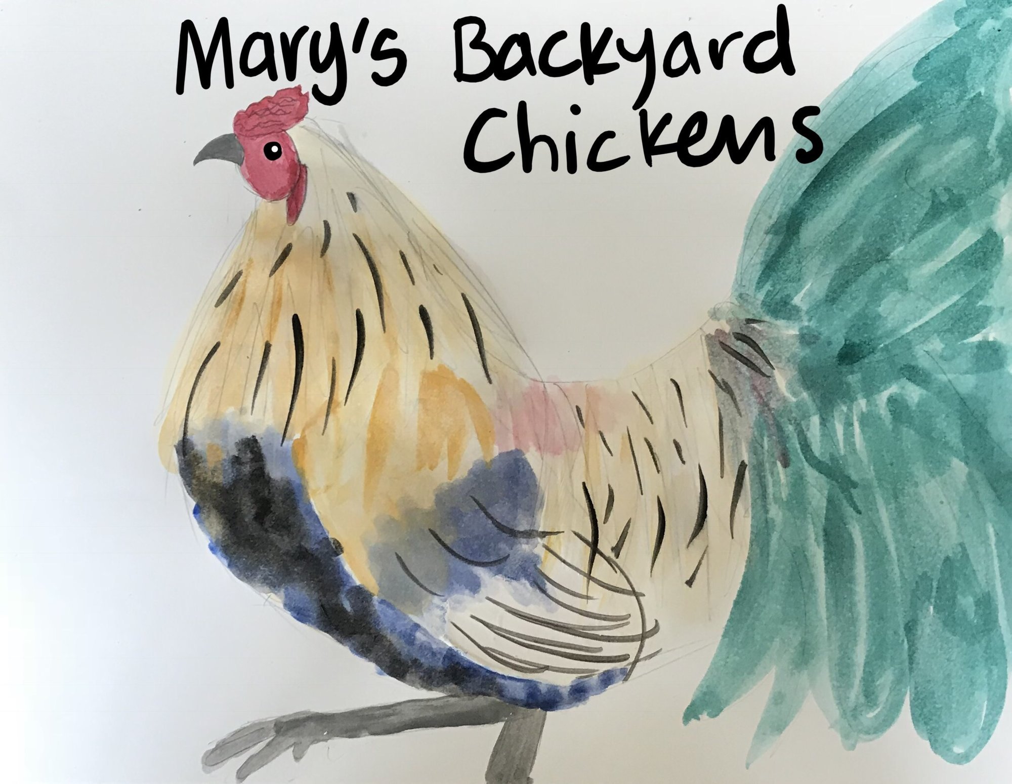 Marys_rooster