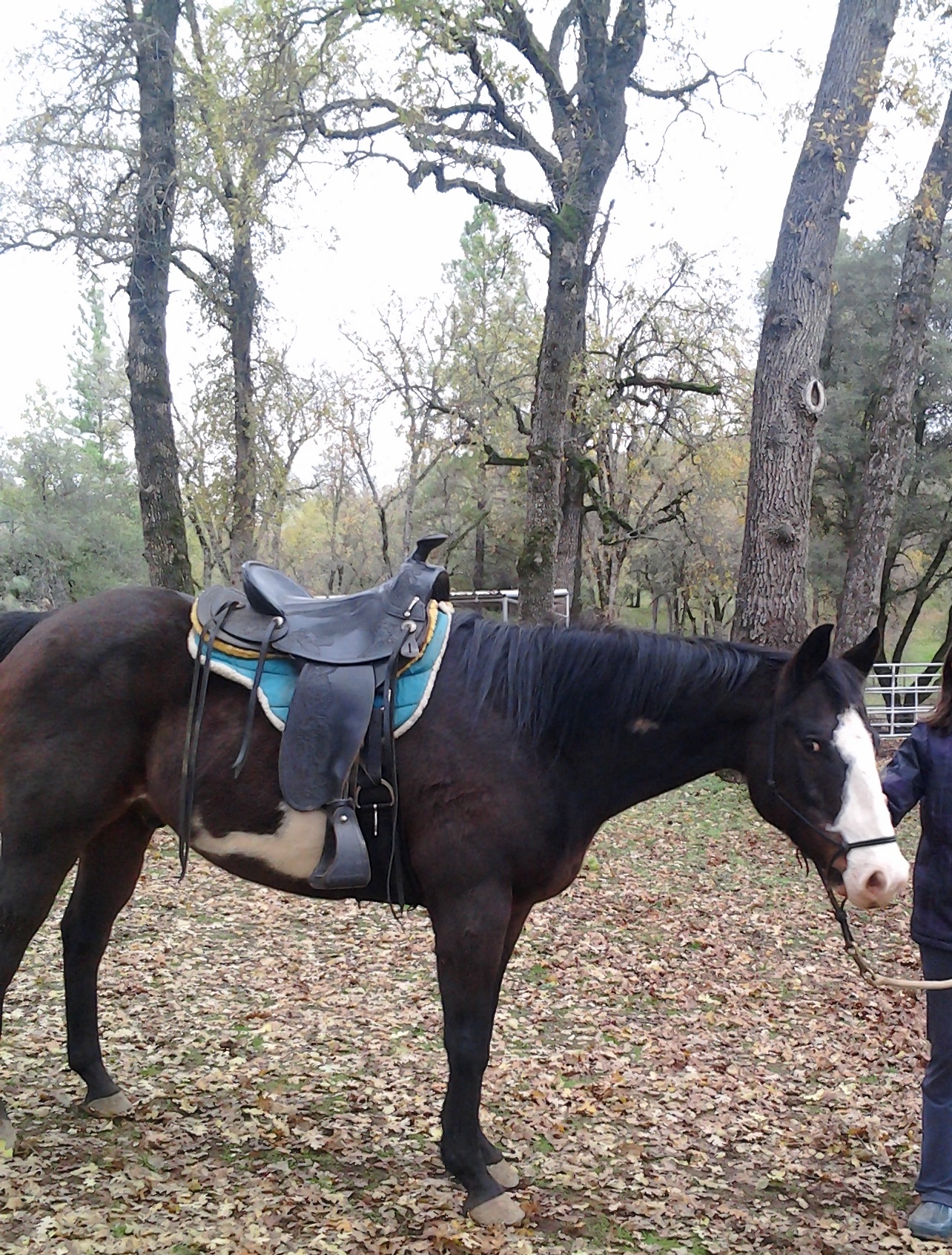 Mason, my 3/4 Quarter Horse 1/4 Mustang gelding. Sweetest horse I've ever met. The most stubborn too, though. Unfortunately, due to unforeseen circumstances, he is now at a rescue as we couldn't keep him.