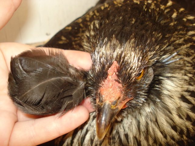 Massive tuft on one of my Araucana hens