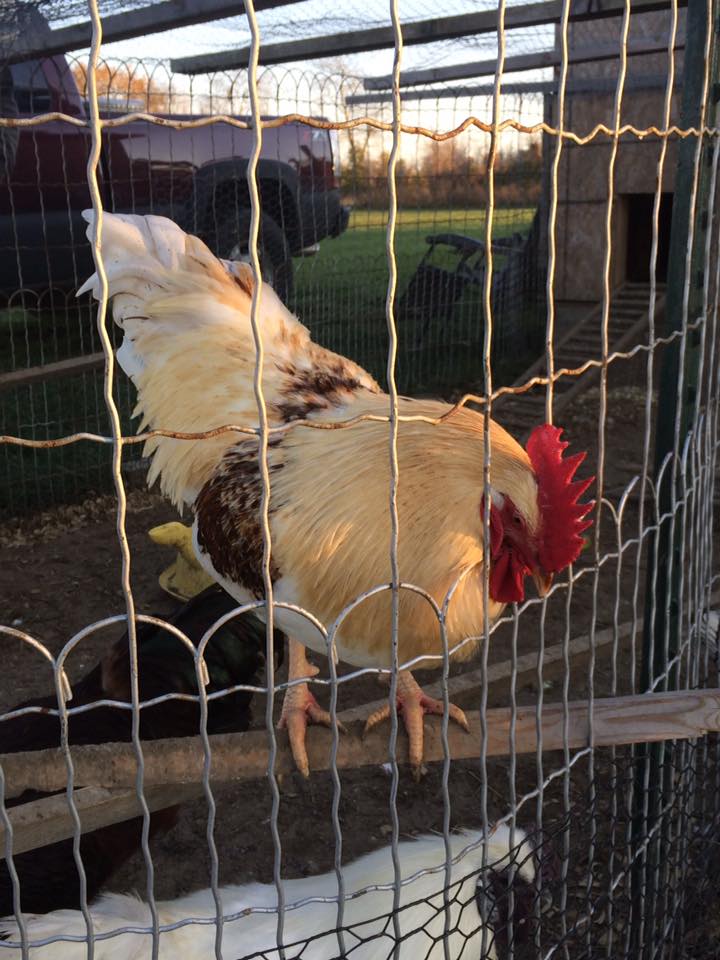 Master Craster on his outdoor perch