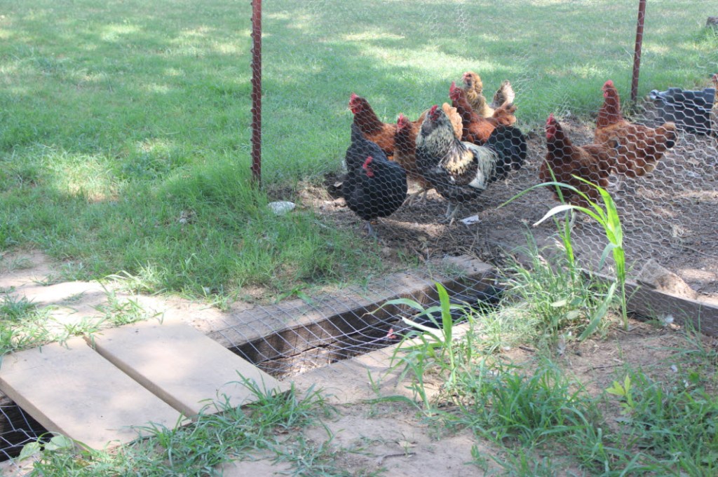 Masters of Horticulture Gardening With Chickens POSTED ON JULY 27, 2012 BY JAY WHITE