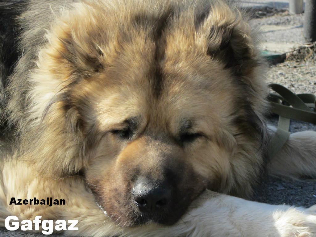 Mastiff dog breeders in azerbaijan
Azerbaijan Mastiff
Azerbaijan Shepherd Dog
Azerbaijan Sheep Dog
Azerbaijan breeds