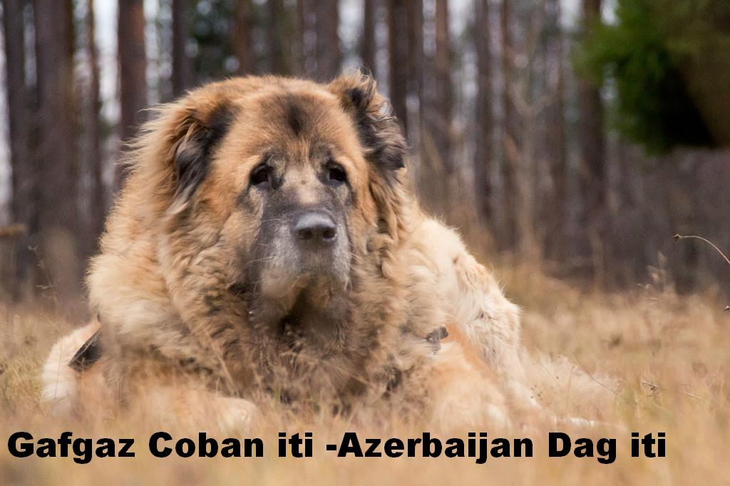 Mastiff dog breeders in azerbaijan
Azerbaijan Mastiff
Azerbaijan Shepherd Dog
Azerbaijan Sheep Dog
Azerbaijan breeds