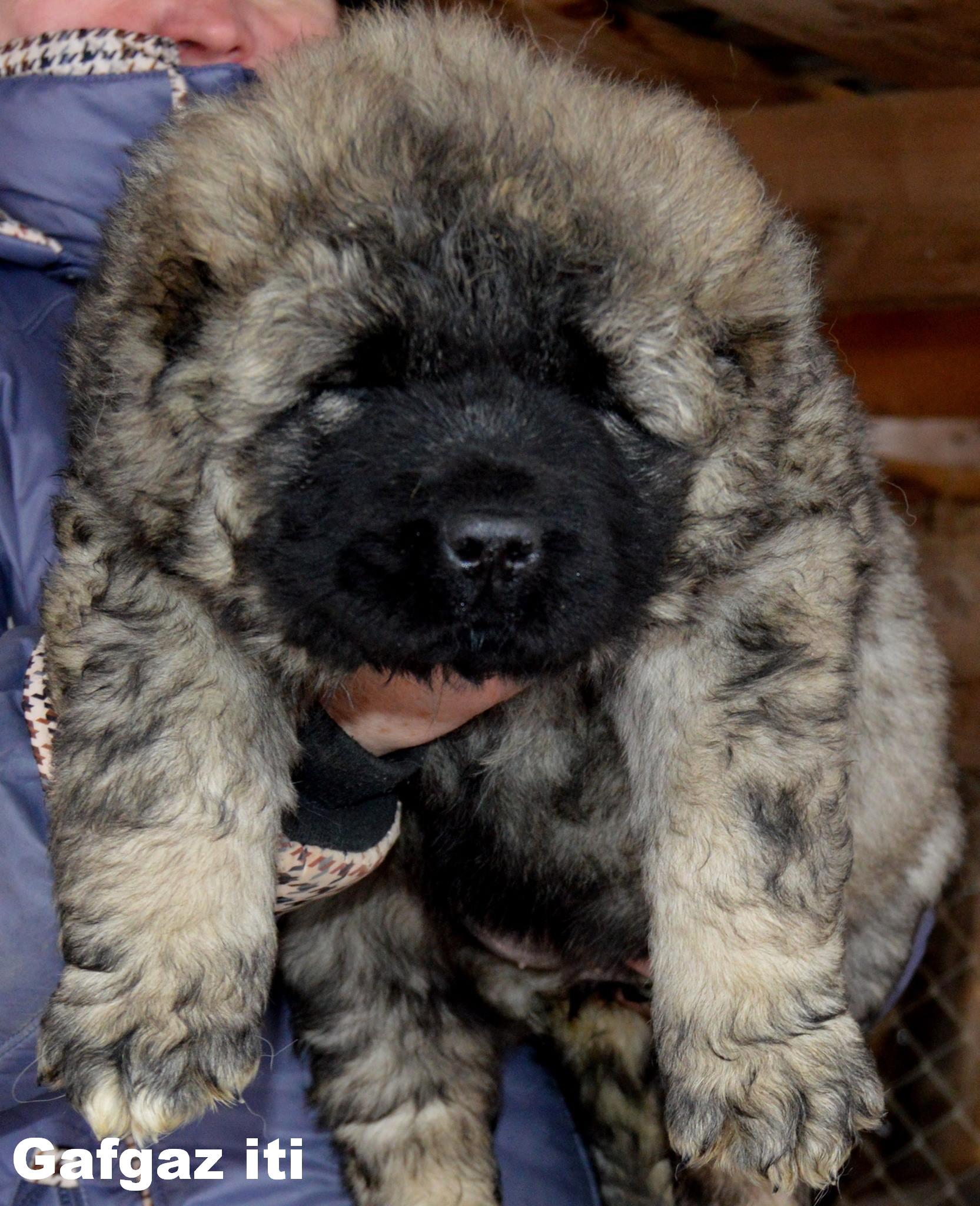Mastiff dog breeders in azerbaijan
Azerbaijan Mastiff
Azerbaijan Shepherd Dog
Azerbaijan Sheep Dog