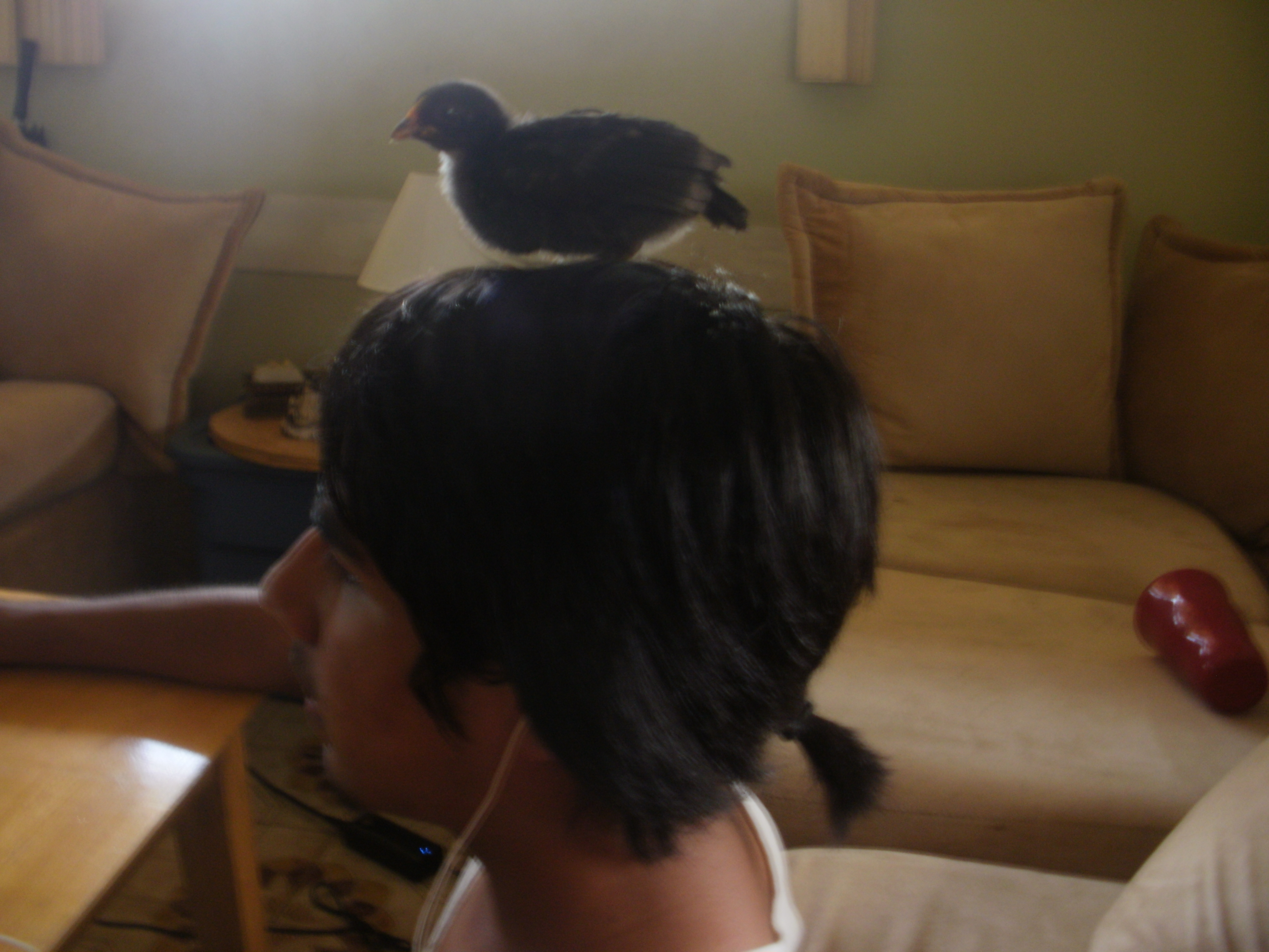matching tails, thats my son and the little chicken that started our farm, his name is Corn.
