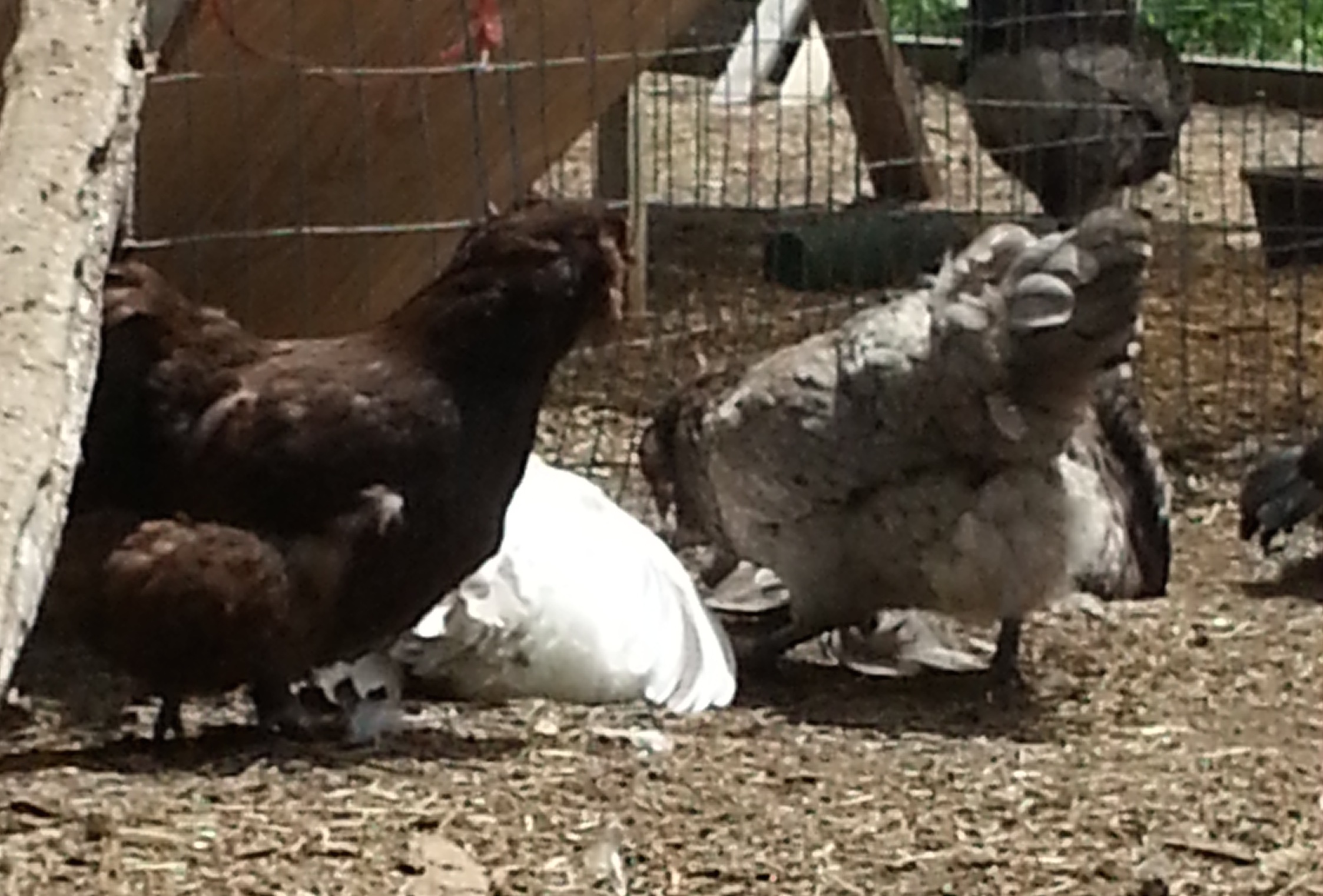 Matha and Lydia and splash