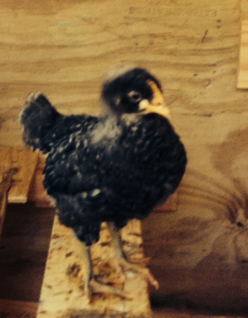 Matilda (Barred PR) looks like a turkey