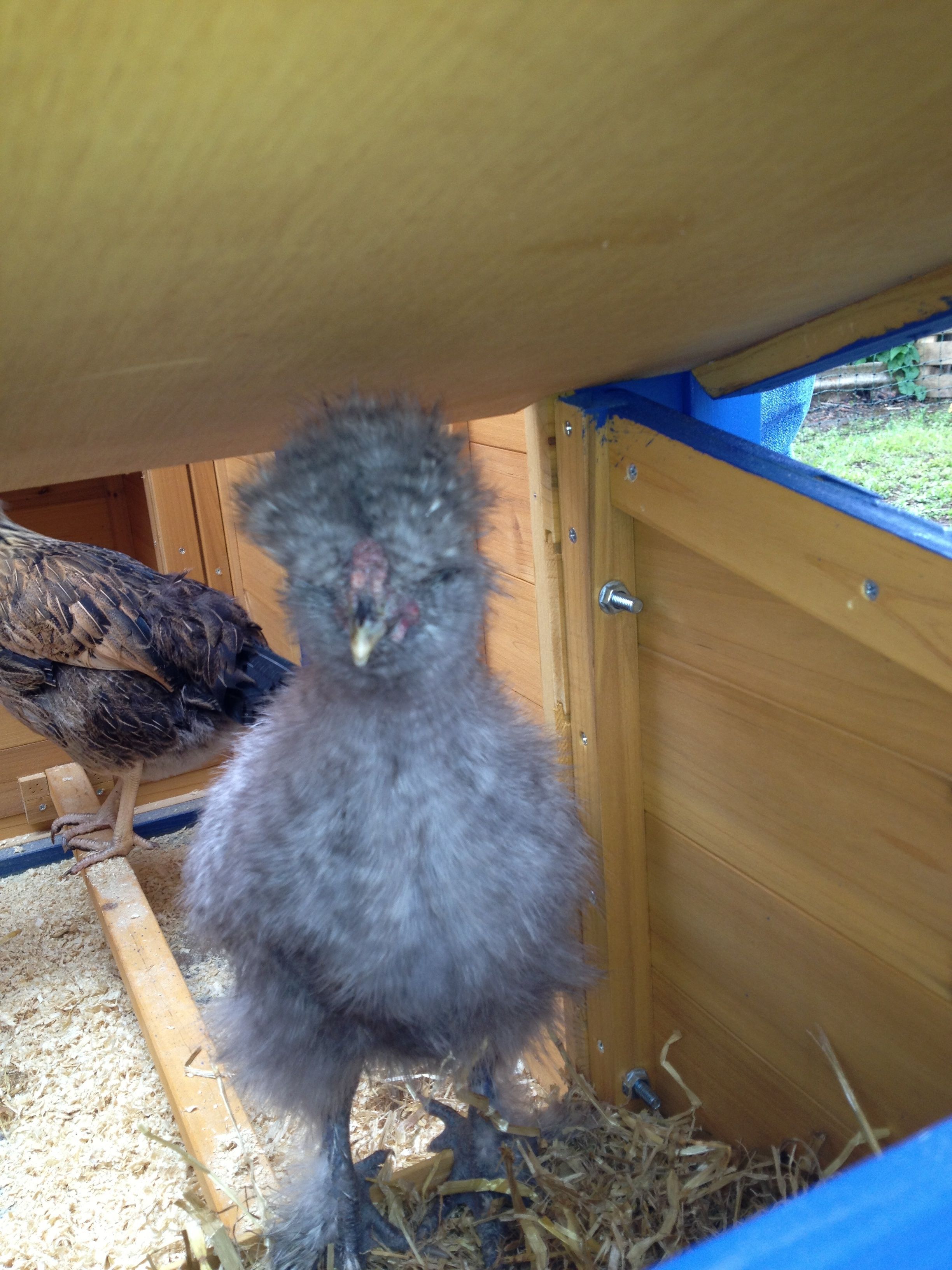 Matilda grey silkie