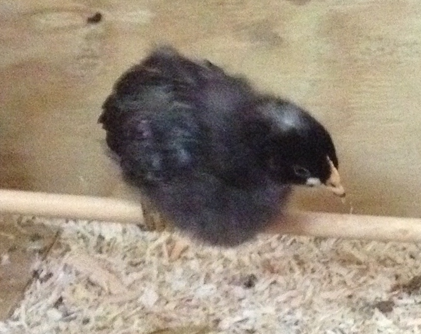 Matilda on the perch