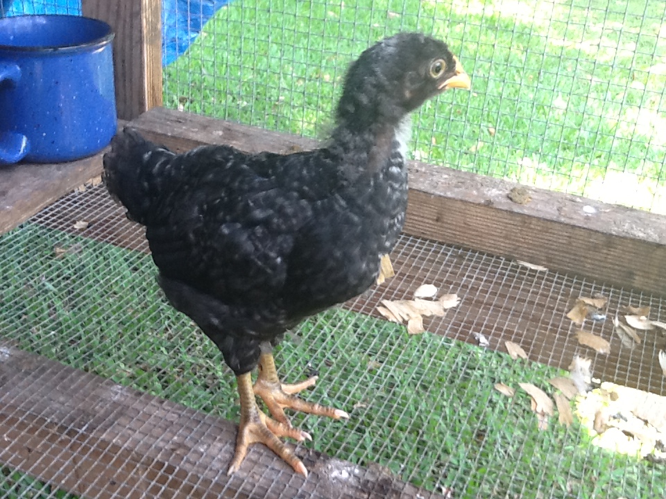 Matilda