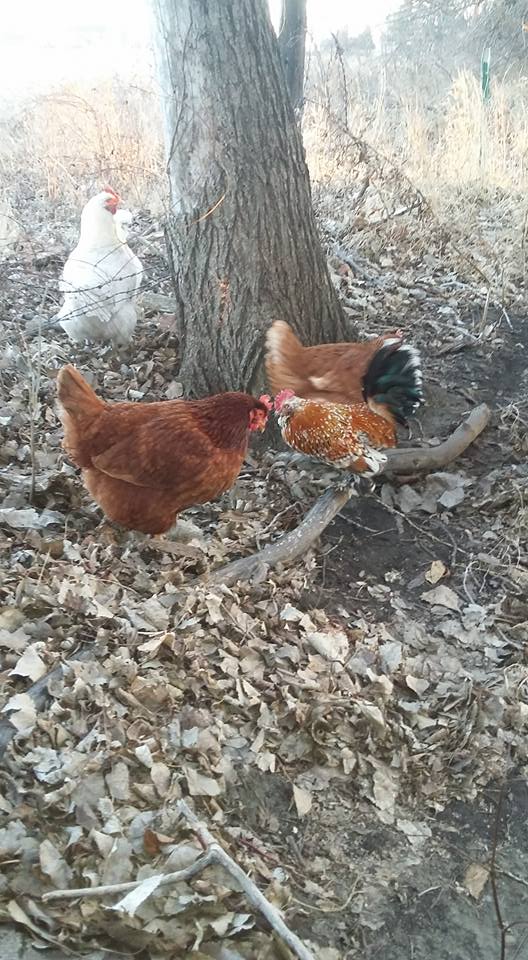 Matt, our Belgian D'uccle mille fleur, with a New Hamp, a mixed breed and our white rock