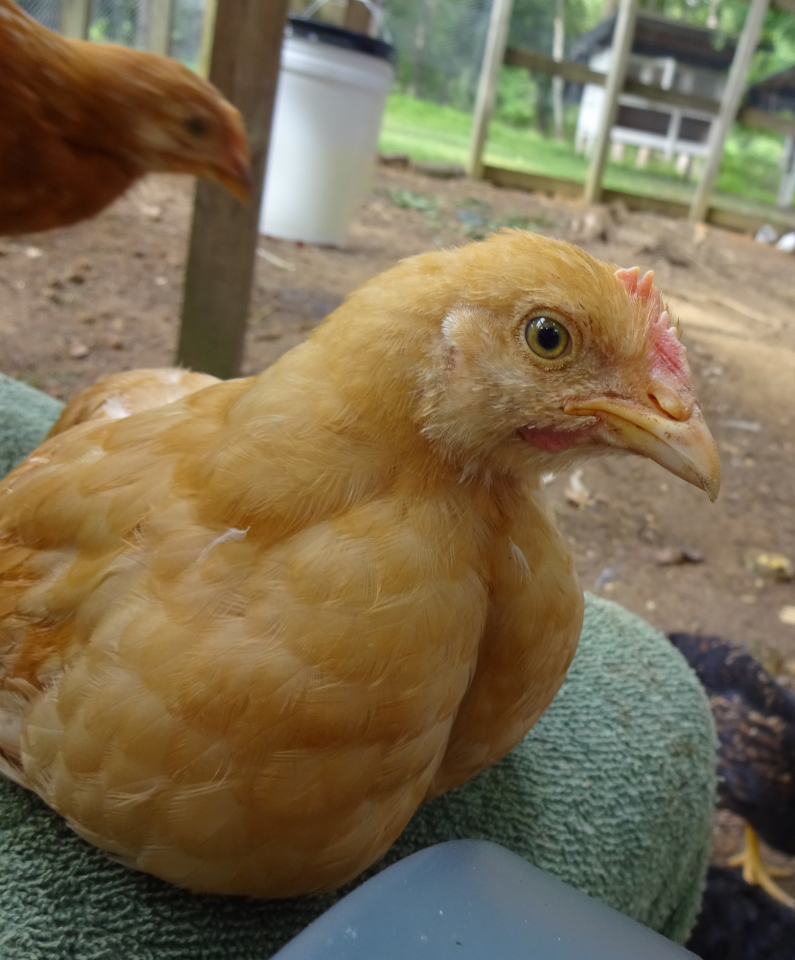 Matthew - buff orp - 8 weeks