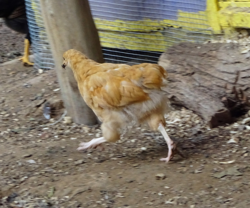 Matthew (buff orp.) with a bug - 8 weeks