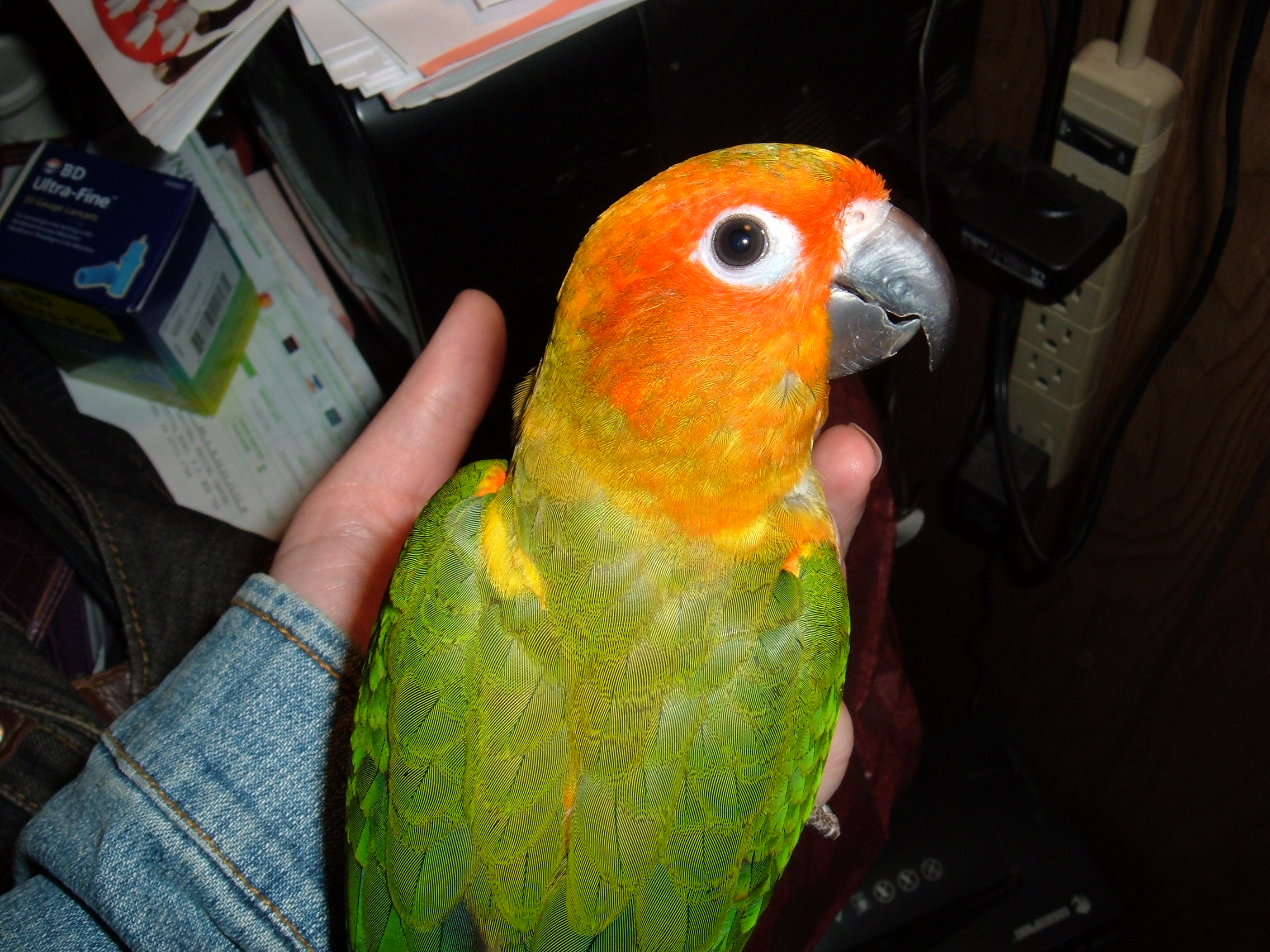 Matthew "Mattie" as a baby Sun Conure