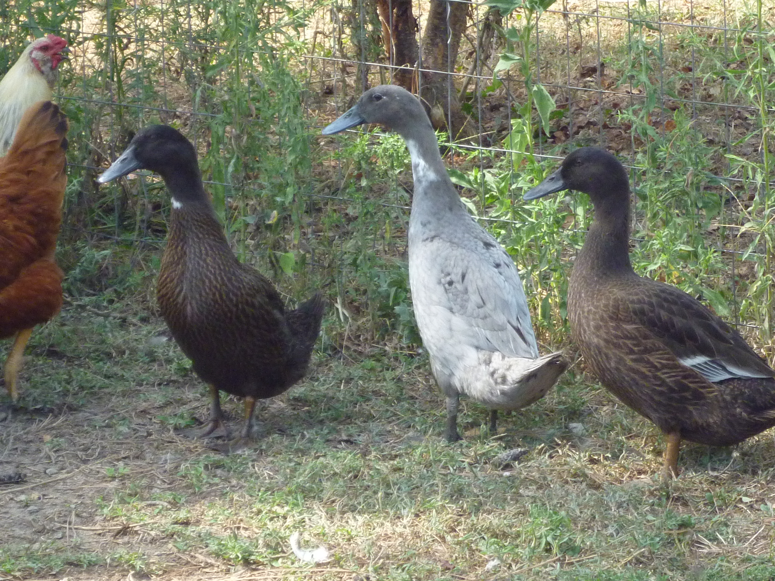 Matt's ducks 1