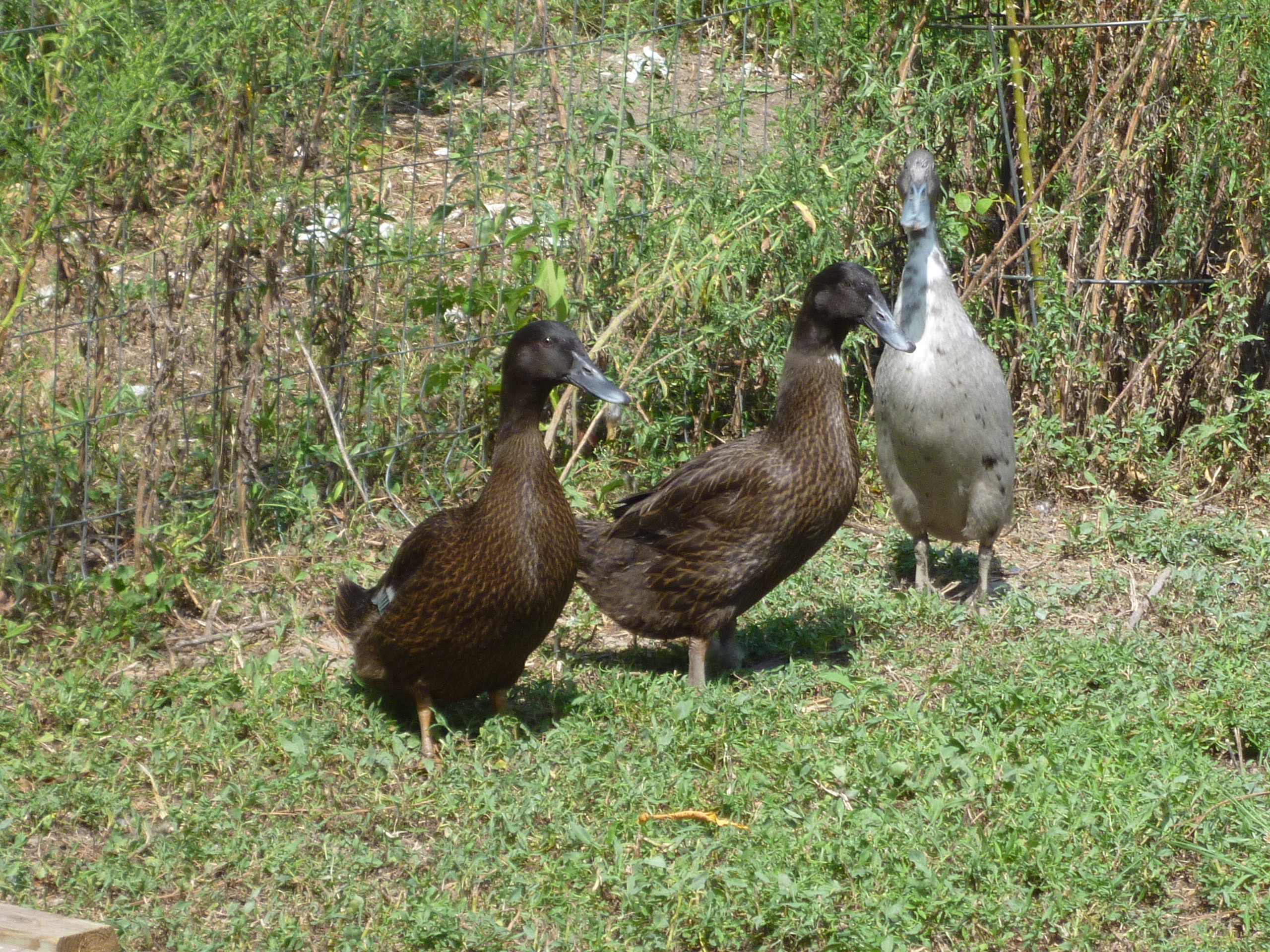 Matt's ducks 2