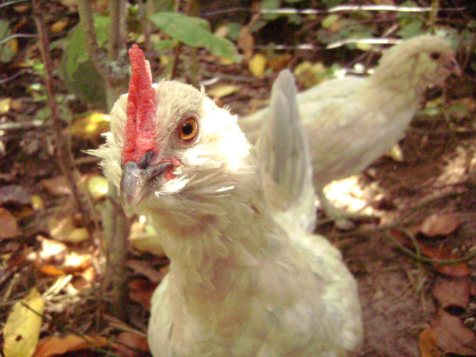 "maurice", my friendly d'uccle roo with his sister "sissy" in the background. Both grew up to be sweet and come to be held. Bought from a private breeder.
