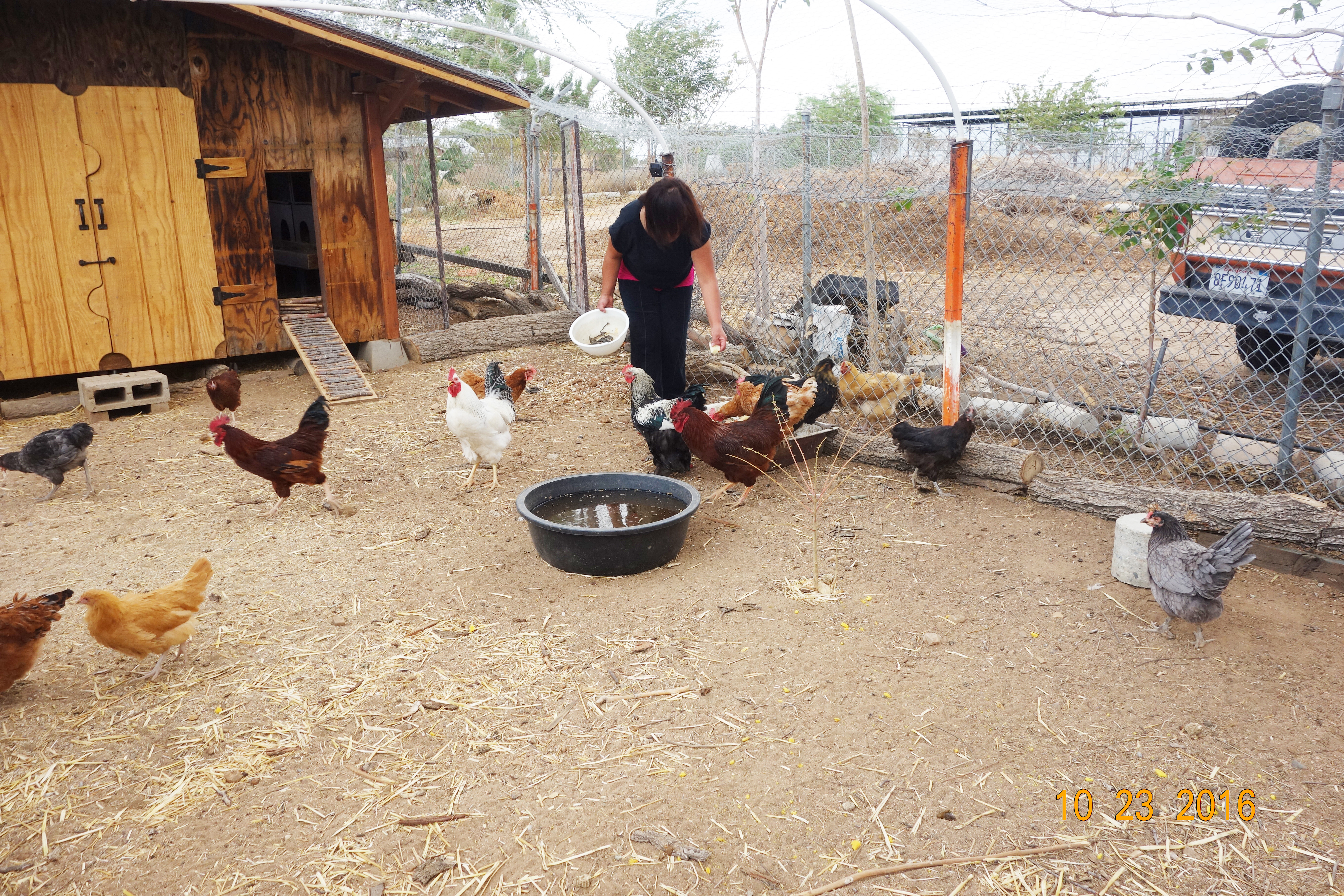 Maurine loves to tend to her flock.