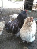 Mauve  AM Pullet split silkied