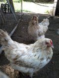Mauve and mauve splash AM Pullets split silkieds