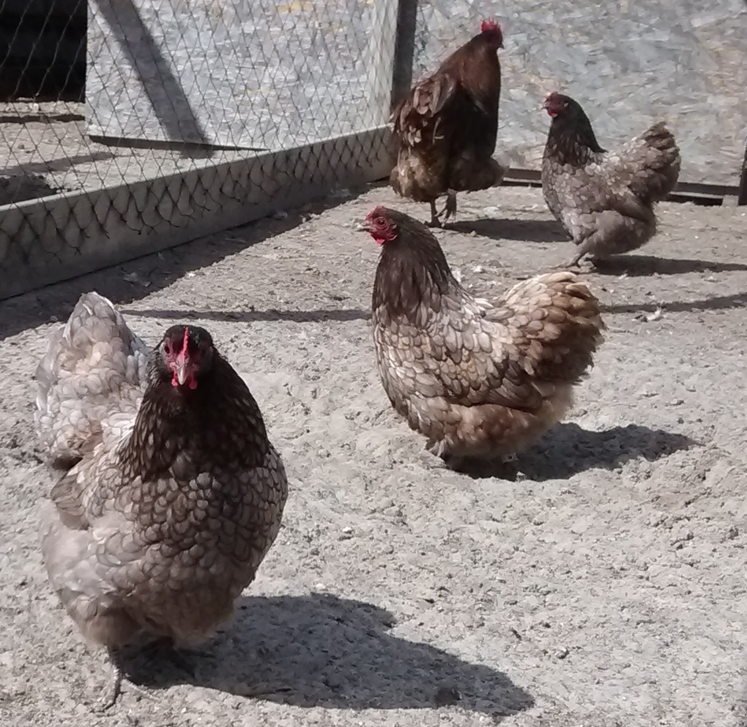 Mauve Orpington Bantam