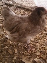 Mave AM Pullet split for silkied feather