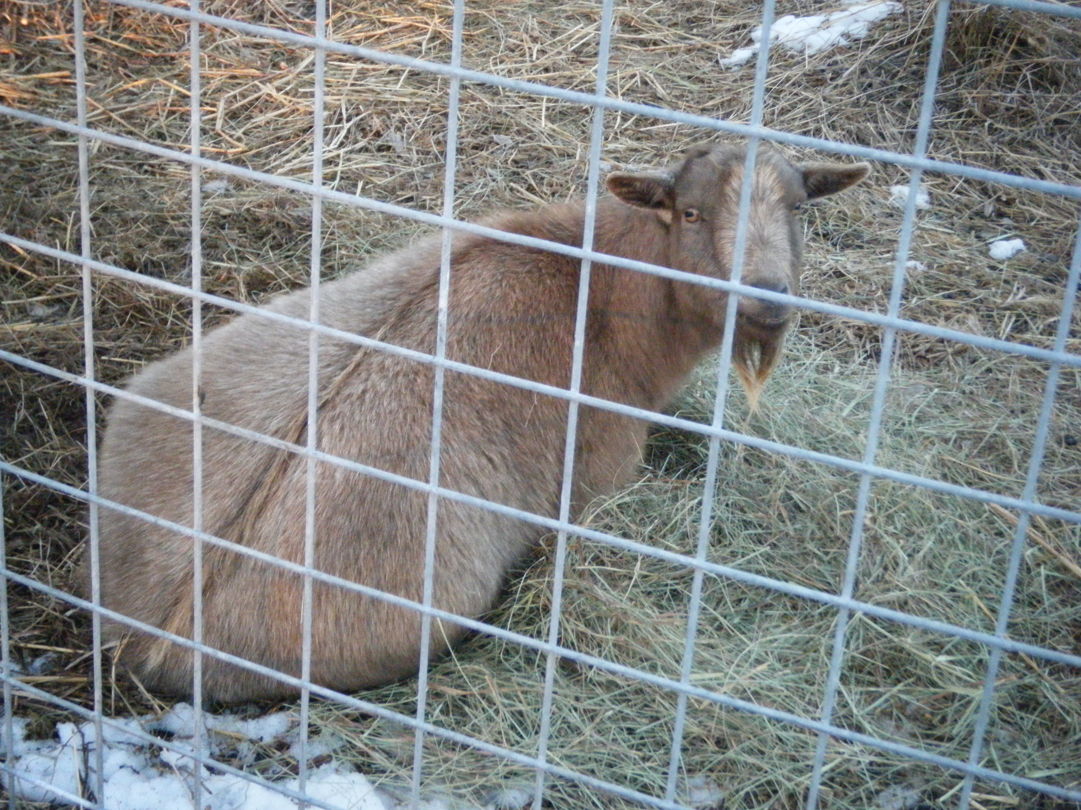 Max enjoys tearing apart any hay they are given and sleeping in it instead of eating it. His favorite part about doing this is that it makes the Food Lady (me) angry.